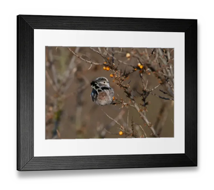 Framed Print : Long-tailed Tit Aegithelios caudatus in sea buckthorn Norfolk autumn Framed Print : Long-tailed Tit Aegithelios caudatus in sea buckthorn Norfolk autumn