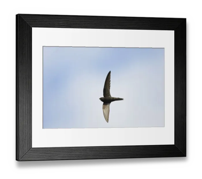 Framed Print : Common Swift Apus apus Norfolk summer Framed Print : Common Swift Apus apus Norfolk summer