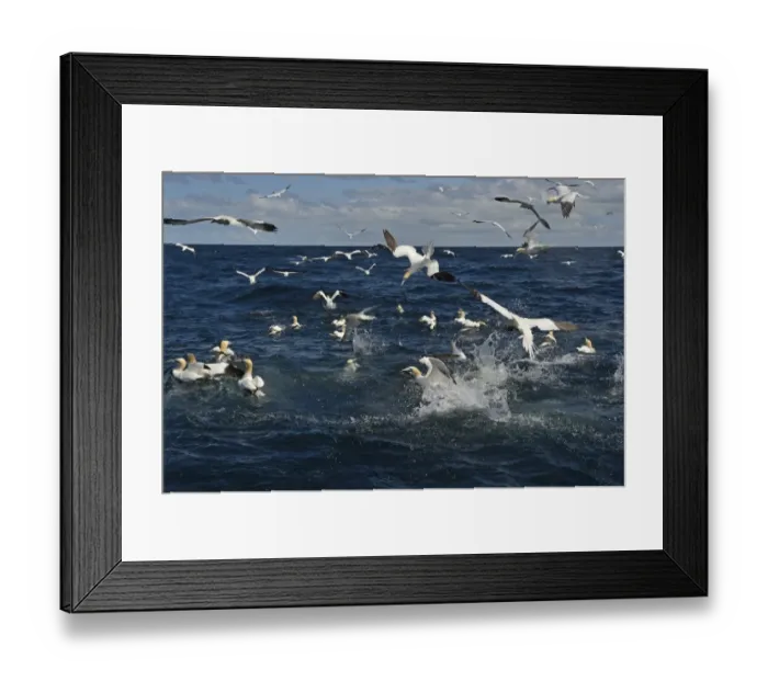 Framed Print : Gannets Morus bassana diving for Mackerel off Noss Shetland June Framed Print : Gannets Morus bassana diving for Mackerel off Noss Shetland June