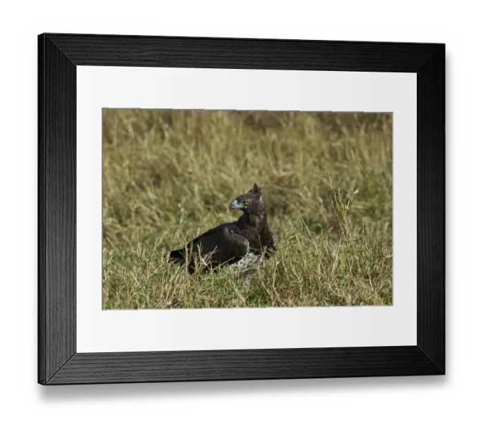 Framed Print : Martial Eagle Polemaetus bellicosus Masai Mara Kenya Framed Print : Martial Eagle Polemaetus bellicosus Masai Mara Kenya