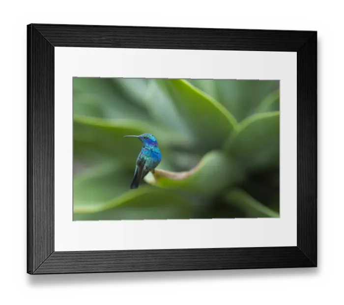 Framed Print : Green Violet-ear Colibri thalassinus male Savegre Costa Rica Framed Print : Green Violet-ear Colibri thalassinus male Savegre Costa Rica