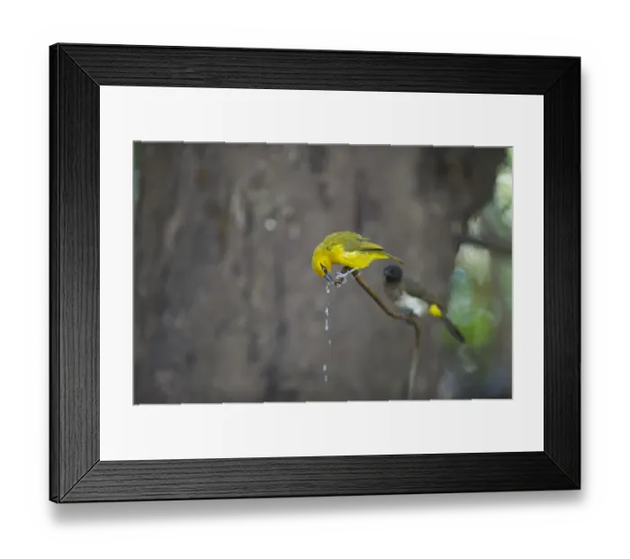 Framed Print : Spectacled Weaver Ploceus ocularis Masai Mara Kenya Framed Print : Spectacled Weaver Ploceus ocularis Masai Mara Kenya