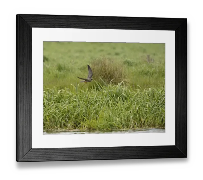 Framed Print : Hobby Falco subbuteo hunting Lakenheath RSPB Reserve Suffolk May Framed Print : Hobby Falco subbuteo hunting Lakenheath RSPB Reserve Suffolk May