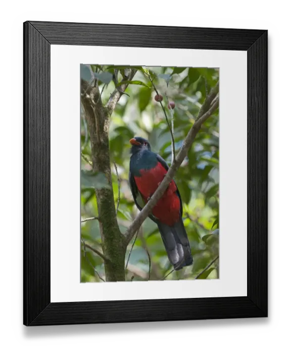 Framed Print : Slaty-tailed Trogon Trogon massena La Selva Costa Rica Framed Print : Slaty-tailed Trogon Trogon massena La Selva Costa Rica