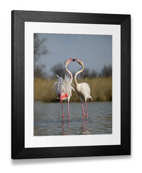 Framed Print : Greater Flamingos Phoenicopterus roseus two males sparring in spring Camargue France