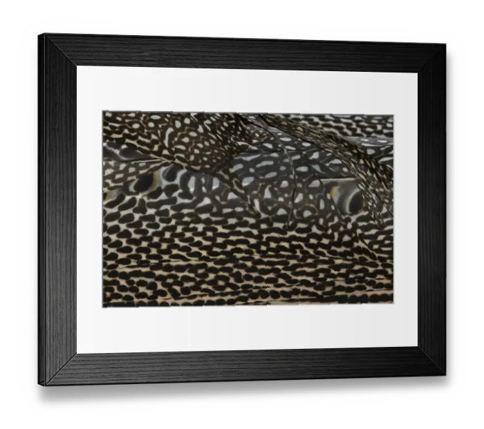 Framed Print : Plumage detail of Great Argus, Argusianus argus Asian Pheasant male Captive Framed Print : Plumage detail of Great Argus, Argusianus argus Asian Pheasant male Captive