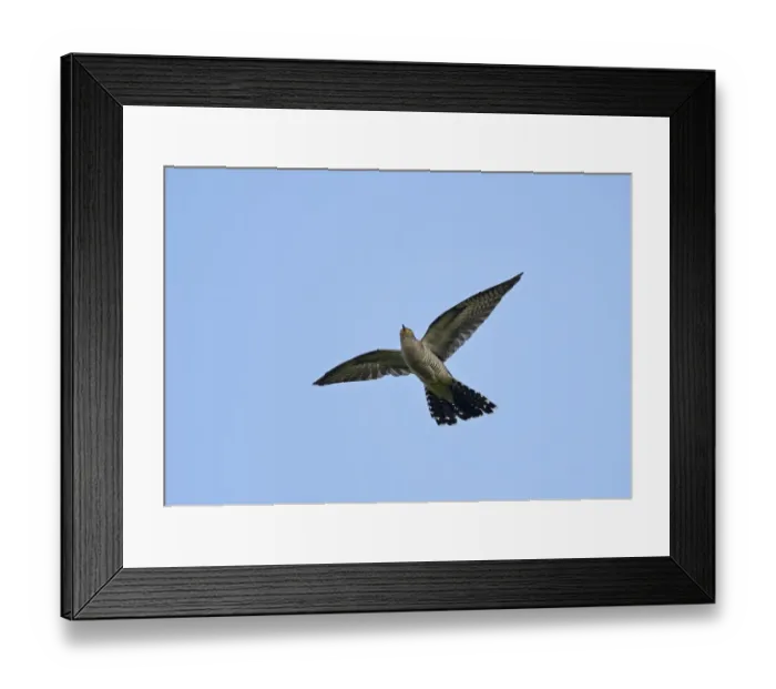 Framed Print : Marsh Harrier Circus aeruginosus female carrying food back to nest Cley Norfolk July Framed Print : Marsh Harrier Circus aeruginosus female carrying food back to nest Cley Norfolk July