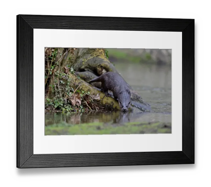 Framed Print : European Otter (Eurasian River Otter) Lutra lutra on River Thet, Thetford, Norfolk Framed Print : European Otter (Eurasian River Otter) Lutra lutra on River Thet, Thetford, Norfolk