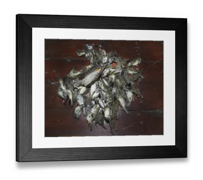 Framed Print : Seized dead birds from raid on illegal trapping operatuon by the Game Fund in Republic Framed Print : Seized dead birds from raid on illegal trapping operatuon by the Game Fund in Republic