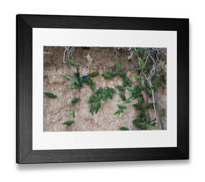 Framed Print : Cobalt-winged Parakeet Brotogeris cyanoptera at river bank clay lick Tambopta Amazon Peru Framed Print : Cobalt-winged Parakeet Brotogeris cyanoptera at river bank clay lick Tambopta Amazon Peru