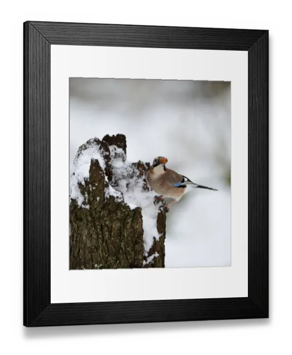 Framed Print : Eurasian Jay Garrulus glandarius collecting acorns Norfolk winter