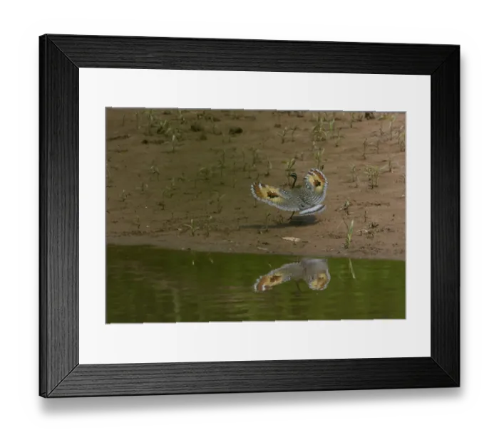 Framed Print : Wedding. Sunbittern Eurypga helias Amazon Peru Framed Print : Wedding. Sunbittern Eurypga helias Amazon Peru
