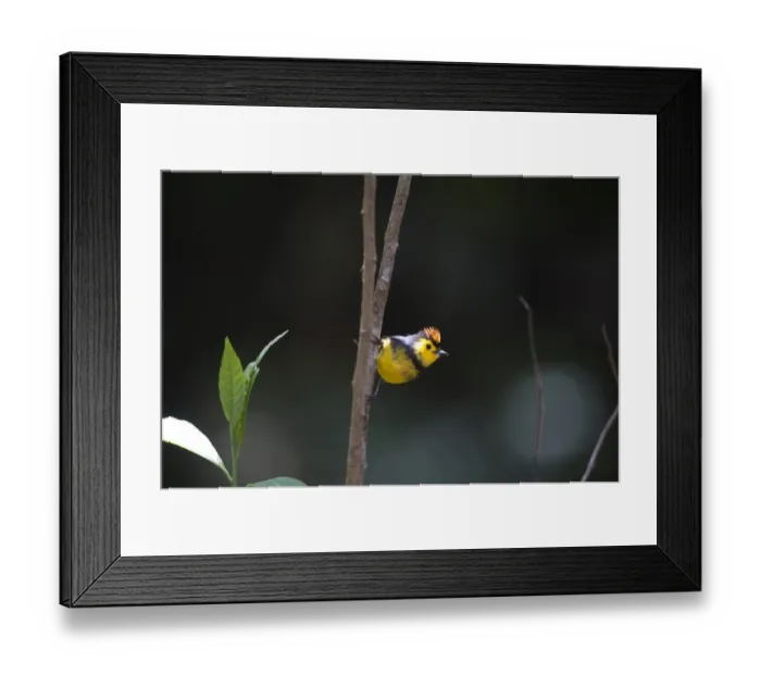Framed Print : Collared Redstart Myiborus torquatus Savegre Costa Rica Framed Print : Collared Redstart Myiborus torquatus Savegre Costa Rica