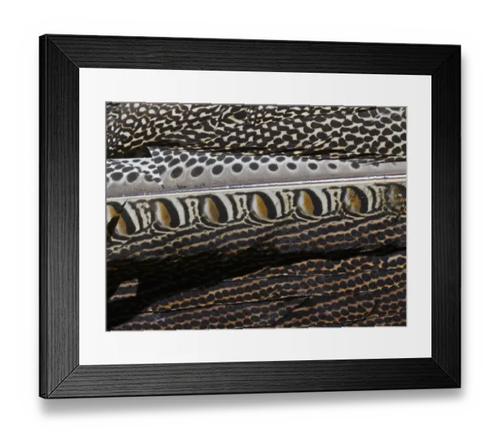 Framed Print : Plumage detail of Great Argus, Argusianus argus Asian Pheasant male Captive Framed Print : Plumage detail of Great Argus, Argusianus argus Asian Pheasant male Captive