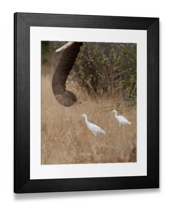 Framed Print : Cattle Egrets Bubulcus ibis feeding around elephants Samburu Kenya Framed Print : Cattle Egrets Bubulcus ibis feeding around elephants Samburu Kenya