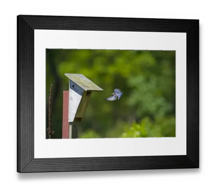 Framed Print : Eastern Bluebird, Sialia sialis at nest box Cape May New Jersey USA Framed Print : Eastern Bluebird, Sialia sialis at nest box Cape May New Jersey USA