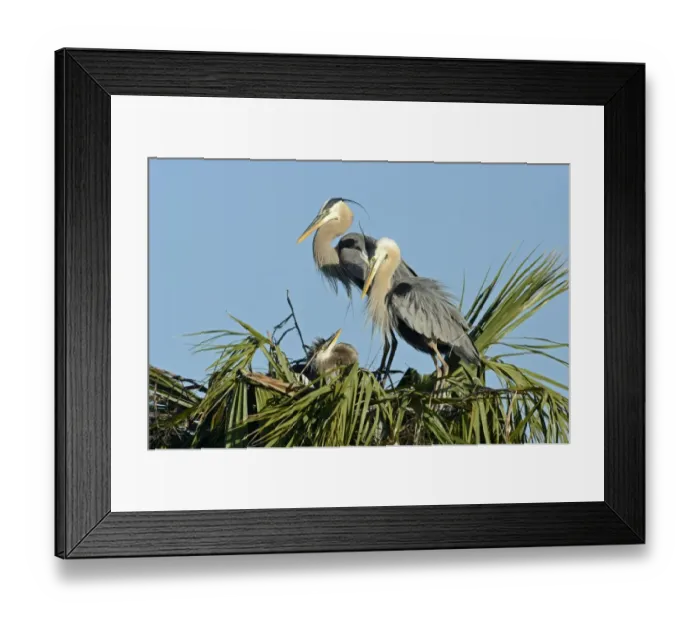 Framed Print : Great Blue Heron (Ardea herodias) at nest with chick Florida Everglades USA Framed Print : Great Blue Heron (Ardea herodias) at nest with chick Florida Everglades USA