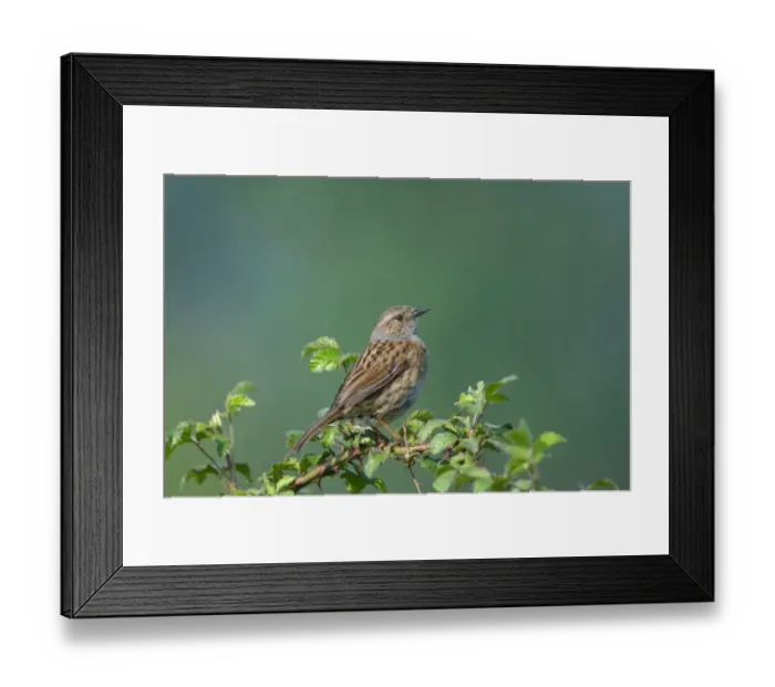 Framed Print : Dunnock Prunella modularis Norfolk spring Framed Print : Dunnock Prunella modularis Norfolk spring