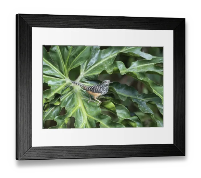 Framed Print : Banded-back Wren Campylorhynchus zonatus La Selva Costa Rica