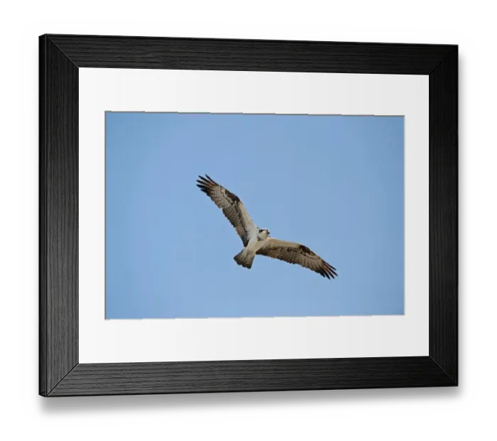 Framed Print : Osprey Pandion haliaetus Florida Everglades Framed Print : Osprey Pandion haliaetus Florida Everglades