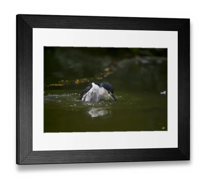 Framed Print : Black-crowned Night Heron (Nycticorax nycticorax) Singapore Framed Print : Black-crowned Night Heron (Nycticorax nycticorax) Singapore