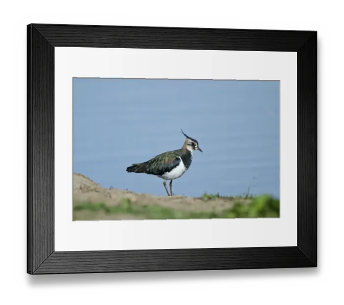 Framed Print : Lapwing Vanellus vanellus Norfolk autumn Framed Print : Lapwing Vanellus vanellus Norfolk autumn