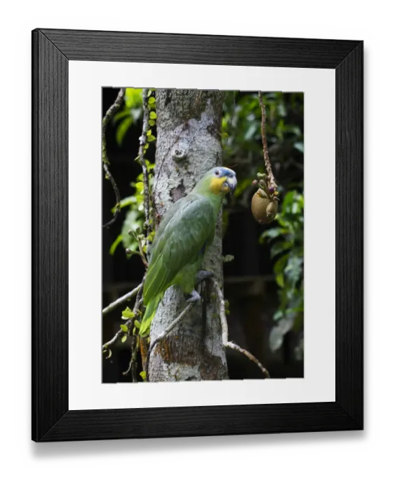 Framed Print : Orange-winged Parrot Amazona amazonica River Amazon Peru Framed Print : Orange-winged Parrot Amazona amazonica River Amazon Peru
