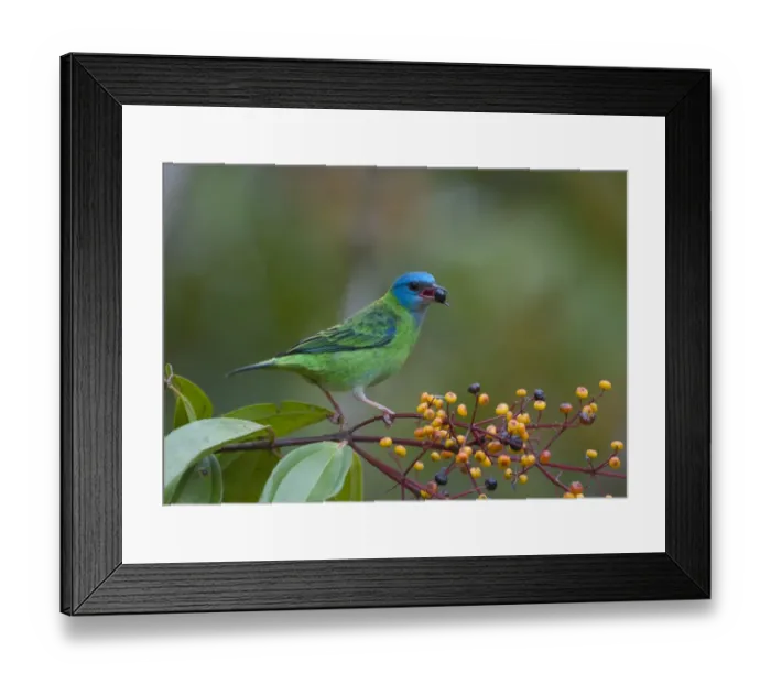 Framed Print : Blue Dacnis Dacnis cyana female La Selva Costa Rica Framed Print : Blue Dacnis Dacnis cyana female La Selva Costa Rica