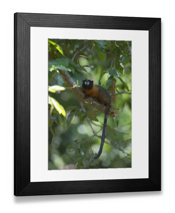 Framed Print : Golden-mantled Tamarin Saguinus tripartitus Upper Amazon Peru Framed Print : Golden-mantled Tamarin Saguinus tripartitus Upper Amazon Peru