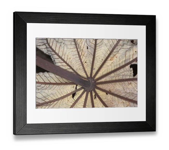 Framed Print : Underside of dead palm frond at La Selva Costa Rica Framed Print : Underside of dead palm frond at La Selva Costa Rica