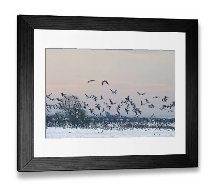 Framed Print : Barnacle Geese Branta leucopsis Solway Dumfries Scotland winter