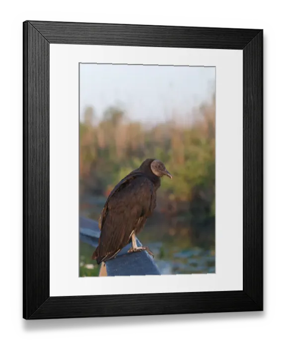 Framed Print : Black (American) Vulture Coragyps atratus Anhinga Trail Florida Framed Print : Black (American) Vulture Coragyps atratus Anhinga Trail Florida