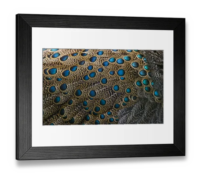 Framed Print : Plumage detail of Malaysian Peacock Pheasant Polyplectron malacense captive Framed Print : Plumage detail of Malaysian Peacock Pheasant Polyplectron malacense captive