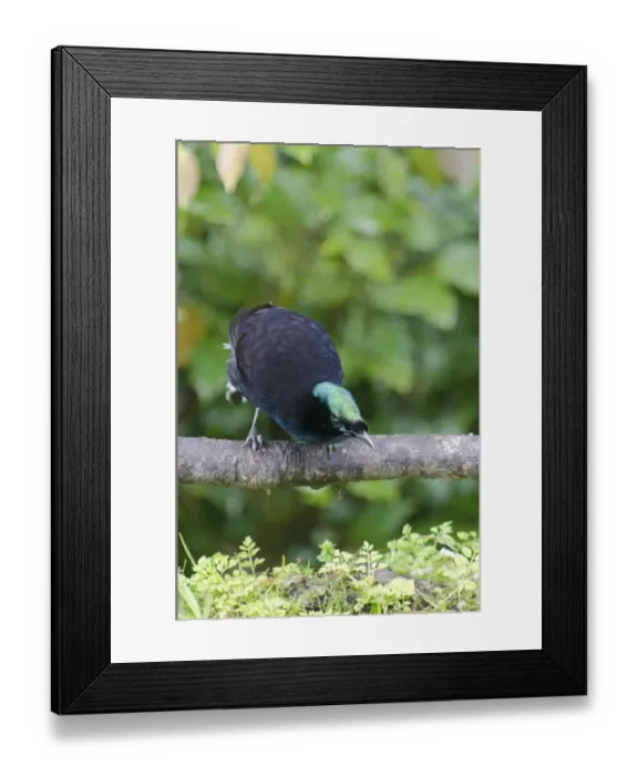 Framed Print : Ribbon-tailed Astrapia Astrapia mayeri female Kumul Lodge Western Highlands Papua Framed Print : Ribbon-tailed Astrapia Astrapia mayeri female Kumul Lodge Western Highlands Papua