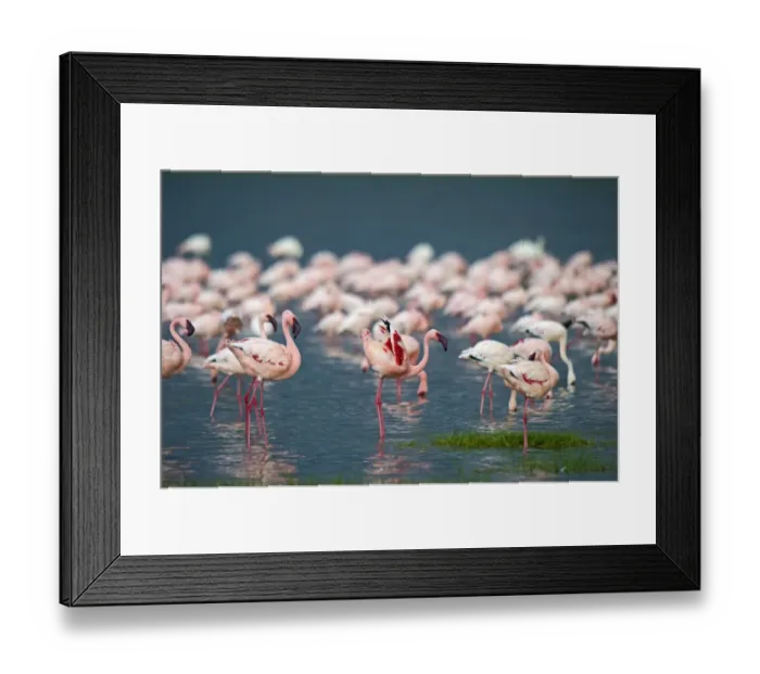 Framed Print : Lesser Flamingos Phoenicopterus minor on Lake Nakuru Kenya Framed Print : Lesser Flamingos Phoenicopterus minor on Lake Nakuru Kenya