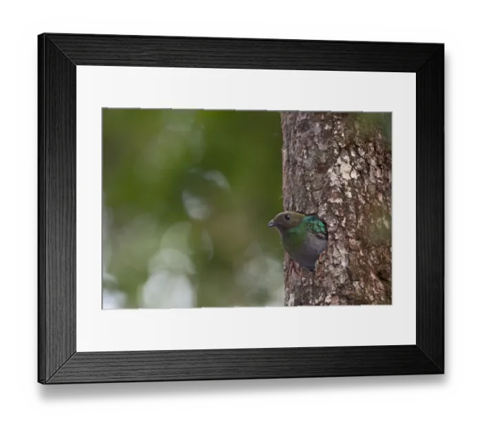Framed Print : Resplendent Quetzal Pharomachrus mocinno female at nest Central Highlands Costa Rica Framed Print : Resplendent Quetzal Pharomachrus mocinno female at nest Central Highlands Costa Rica