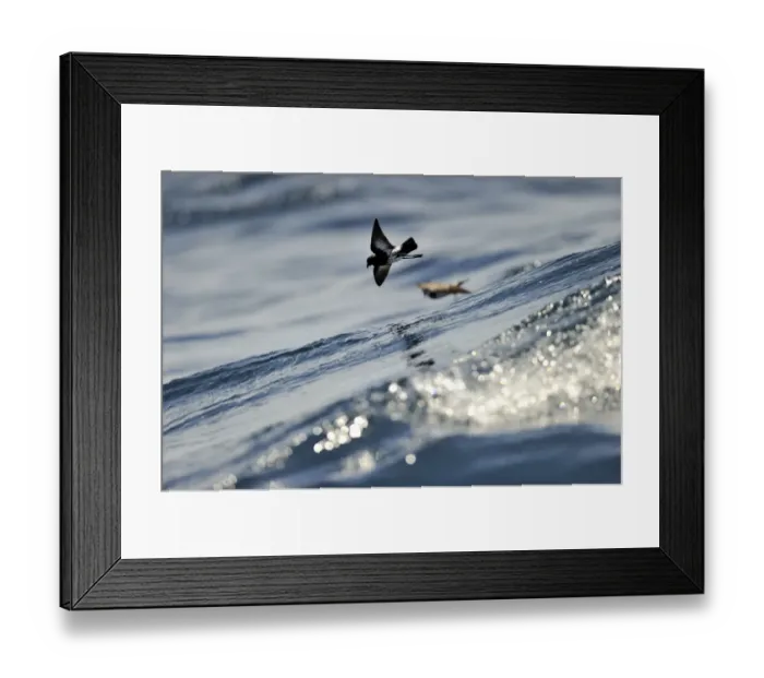 Framed Print : New Zealand Storm Petrel Oceanites maorianus Hauraki Gulf off North Island New Zealand Framed Print : New Zealand Storm Petrel Oceanites maorianus Hauraki Gulf off North Island New Zealand