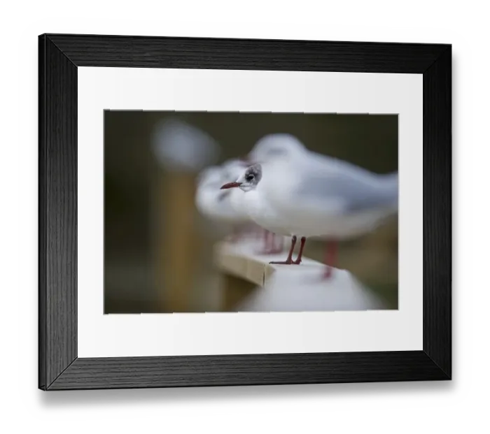 Framed Print : Black-headed Gull Chloricocephalus ridibundus Norfolk winter Framed Print : Black-headed Gull Chloricocephalus ridibundus Norfolk winter