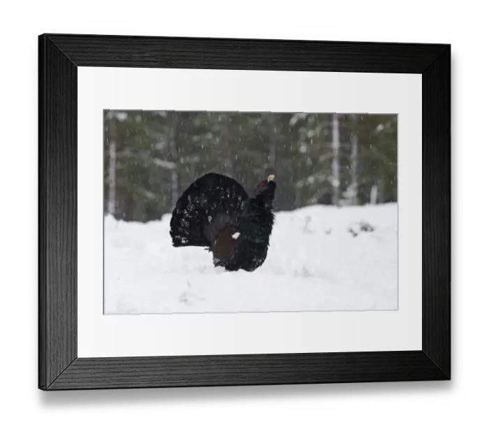 Framed Print : Capercailie Tetrao urogallus rogue male displaying Highlands Scotland February Framed Print : Capercailie Tetrao urogallus rogue male displaying Highlands Scotland February