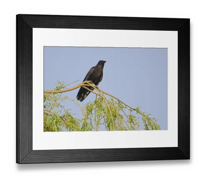 Framed Print : Carrion Crow Corvus corone Kent spring Framed Print : Carrion Crow Corvus corone Kent spring