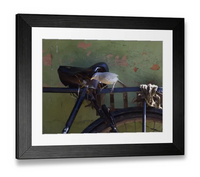 Framed Print : Jungle Babbler Turdoides striata Bharatpur India February Framed Print : Jungle Babbler Turdoides striata Bharatpur India February
