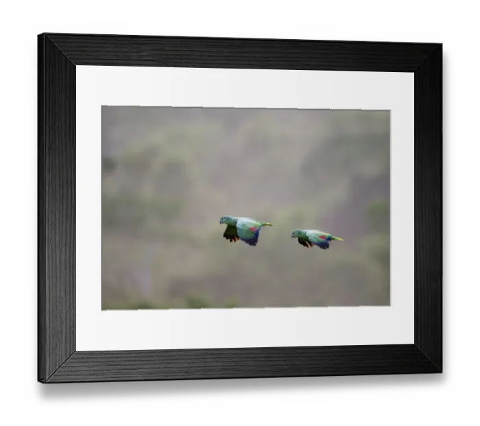 Framed Print : Mealy Parrot Amazona farinosa flying above the canopy of the Amazon Rainforest Tambopata Framed Print : Mealy Parrot Amazona farinosa flying above the canopy of the Amazon Rainforest Tambopata