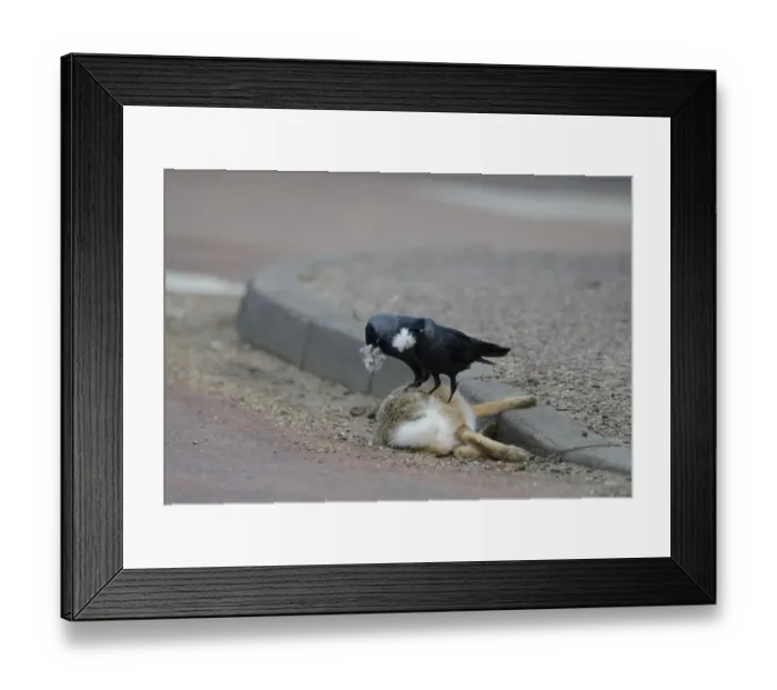 Framed Print : Jackdaws Corvus monedula collecting fur from dead hare to line nest Norfolk spring Framed Print : Jackdaws Corvus monedula collecting fur from dead hare to line nest Norfolk spring