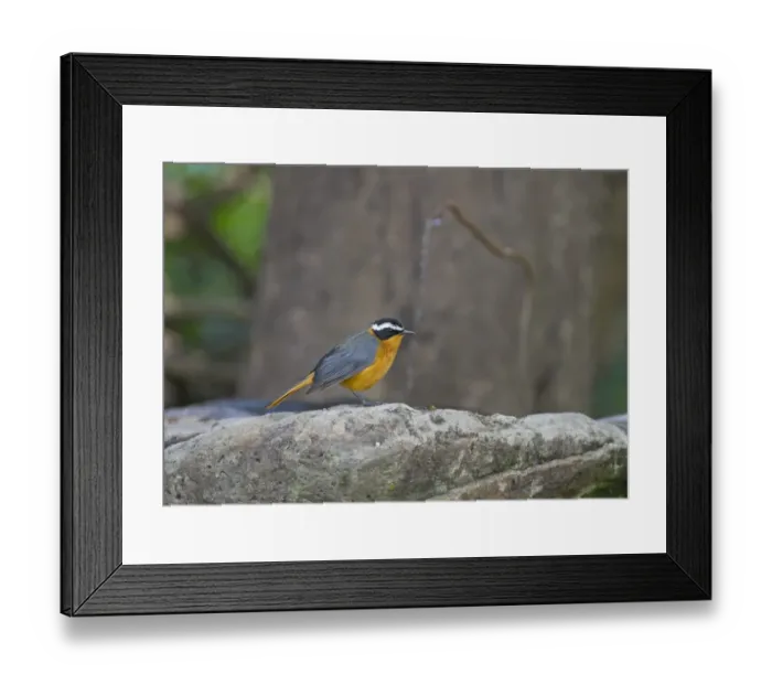 Framed Print : White-browed Robin Chat Cossypha heuglini Masai Mara Kenya East Africa Framed Print : White-browed Robin Chat Cossypha heuglini Masai Mara Kenya East Africa