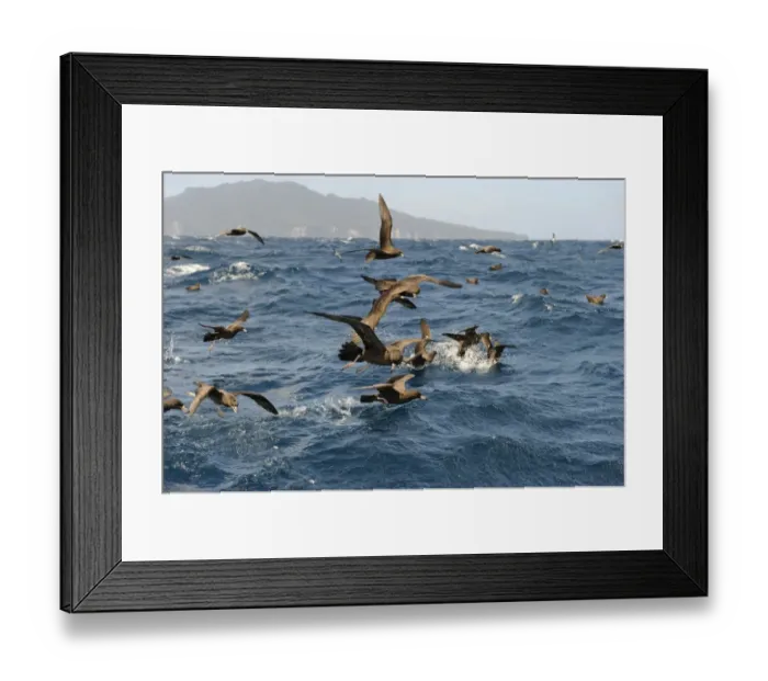 Framed Print : Flesh-footed Shearwater Puffinus carneipes feeding out in Hauraki Gulf off New Zealand Framed Print : Flesh-footed Shearwater Puffinus carneipes feeding out in Hauraki Gulf off New Zealand