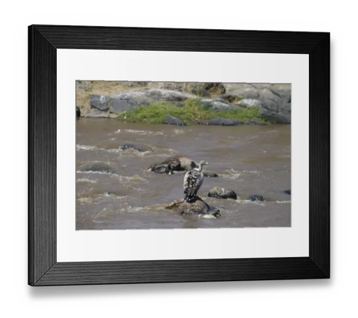 Framed Print : Ruppells Griffon Vulture Gyps rueppellil feeding on Wildebeest carcasses in Mara River Framed Print : Ruppells Griffon Vulture Gyps rueppellil feeding on Wildebeest carcasses in Mara River