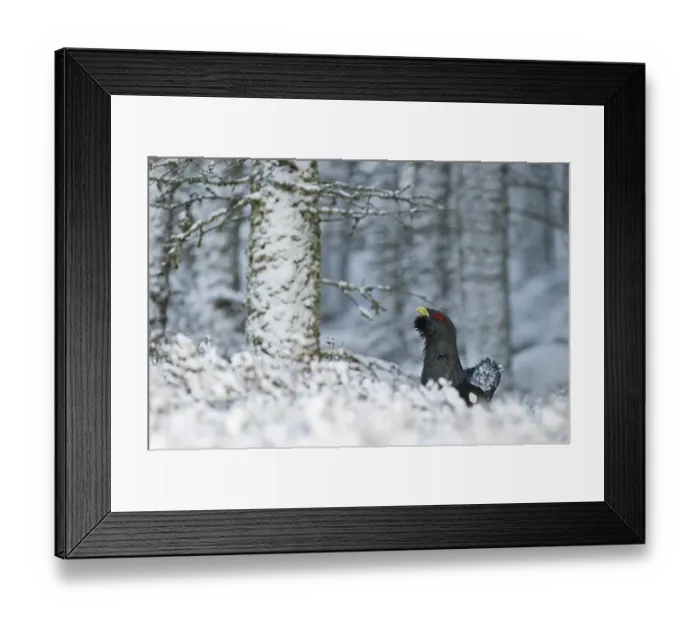 Framed Print : Capercailie Tetrao urogallus male in winter Highlands Scotland February Framed Print : Capercailie Tetrao urogallus male in winter Highlands Scotland February