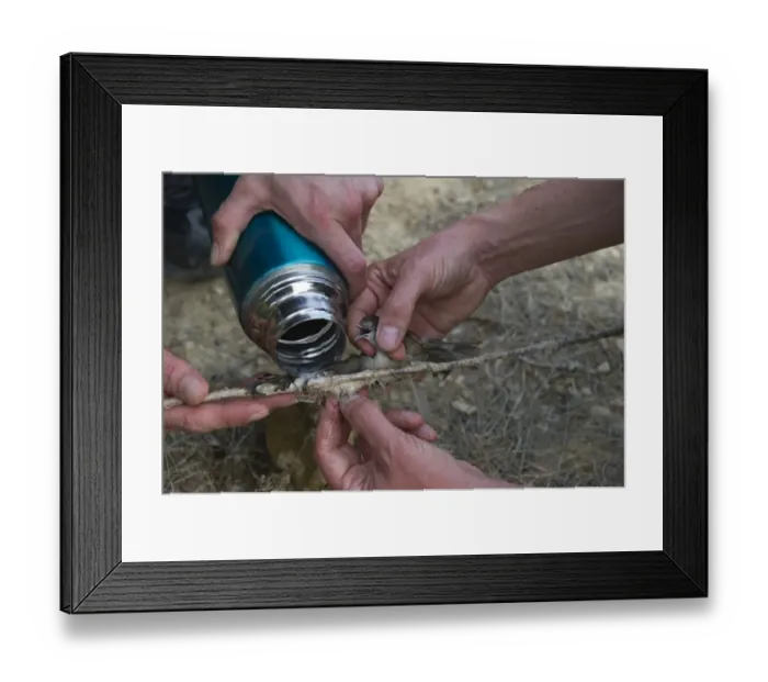 Framed Print : Blackcap Sylvia atricapilla being released from limestick by using water to make Framed Print : Blackcap Sylvia atricapilla being released from limestick by using water to make