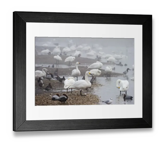Framed Print : Bewicks Swan Cygnus columbianus Slimbridge Glos winter Framed Print : Bewicks Swan Cygnus columbianus Slimbridge Glos winter