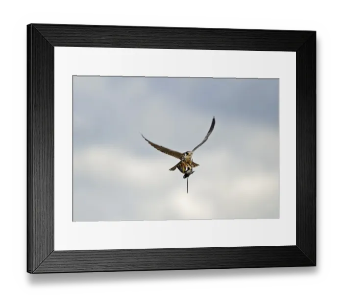 Framed Print : Hobby Falco subbuteo with Swift Apus apus caught over reedbed Norfolk May